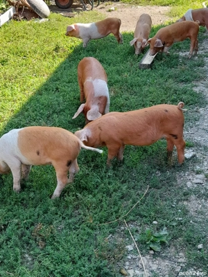 purcei de vanzare - imagine 4