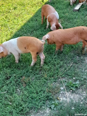 purcei de vanzare - imagine 3