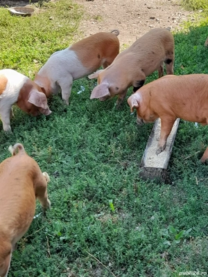 purcei de vanzare - imagine 2