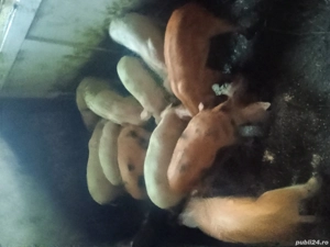 purceii si porc gras