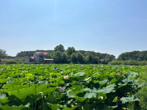 Teren de Vis pe malul lacului Snagov / 4000 mp in inima Naturii /40 m deschidere