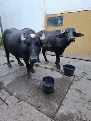 Vand  bivoli. - imagine 2 Vand  bivoli. - imagine 2