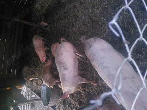 Porci de vânzare diferite mărimi 