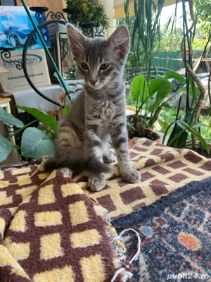 Ofer spre adoptie 4 pisoiasi nazdravani gata sa inceapa aventura vietii alaturi de cineva . - imagine 4