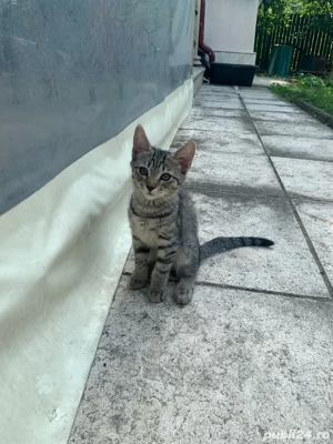 Ofer spre adoptie 4 pisoiasi nazdravani gata sa inceapa aventura vietii alaturi de cineva . - imagine 3