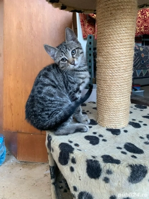 Ofer spre adoptie 4 pisoiasi nazdravani gata sa inceapa aventura vietii alaturi de cineva . - imagine 2