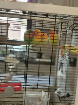 Colorează ți viața cu cei mai frumoși pui de papagal 