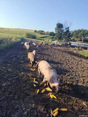 Vând porci crescuți în libertate  - imagine 4