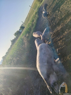 Vând porci crescuți în libertate  - imagine 2