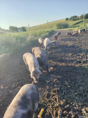 Vând porci crescuți în libertate  - imagine 3