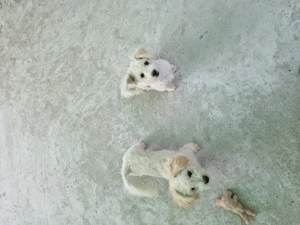 Vând căței bisoni au patru luni fata și băiat 