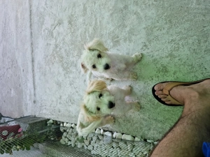 Vând căței bisoni au patru luni fata și băiat  - imagine 2