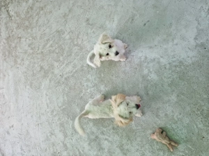 Vând căței bisoni au patru luni fata și băiat  - imagine 4