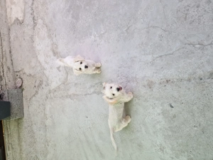 Vând căței bisoni au patru luni fata și băiat  - imagine 3