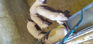 disponibili  sunt 6 băieți  - imagine 3 disponibili  sunt 6 băieți  - imagine 3