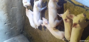 disponibili  sunt 6 băieți 