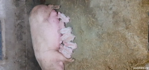 disponibili  sunt 6 băieți  - imagine 4 disponibili  sunt 6 băieți  - imagine 4