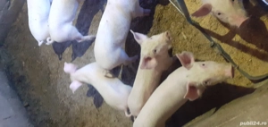 disponibili  sunt 6 băieți  - imagine 2 disponibili  sunt 6 băieți  - imagine 2