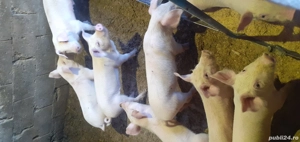 disponibili  sunt 6 băieți  - imagine 5 disponibili  sunt 6 băieți  - imagine 5