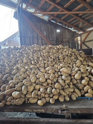 Cartofi produs in Satu Mare de vanzare 