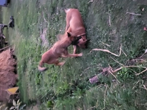 Catele Ciobanesc belgian malinionis - imagine 5