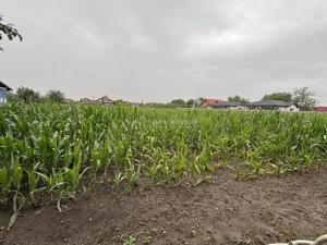 Casa Diosig - teren 1438 mp - front stradal  19 m - imagine 6 Casa Diosig - teren 1438 mp - front stradal  19 m - imagine 6