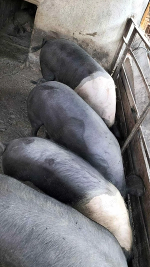 Porci de vânzare toate mărimile!