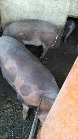 Porci de vânzare toate mărimile! - imagine 2 Porci de vânzare toate mărimile! - imagine 2