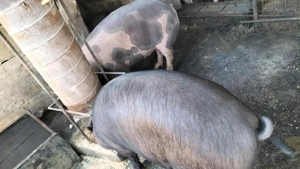 Porci de vânzare toate mărimile! - imagine 5 Porci de vânzare toate mărimile! - imagine 5