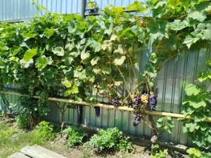 Vând casă în Orașul Breaza Prahova. - imagine 9