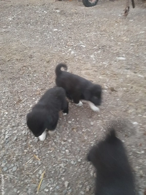 pui de corb de vânzare - imagine 2 pui de corb de vânzare - imagine 2