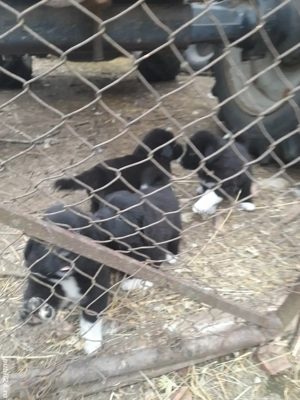 pui de corb de vânzare