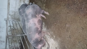 Rasa de carne aduc la domiciliu clientului  - imagine 3 Rasa de carne aduc la domiciliu clientului  - imagine 3