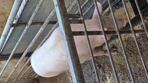 Rasa de carne aduc la domiciliu clientului  - imagine 2 Rasa de carne aduc la domiciliu clientului  - imagine 2