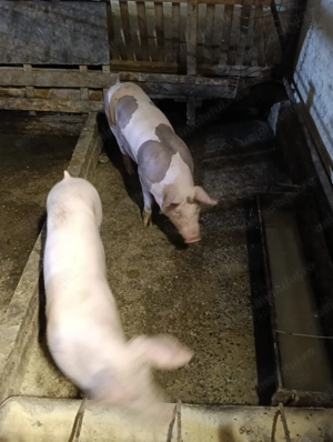 Porci și purcei de vânzare  - imagine 2 Porci și purcei de vânzare  - imagine 2
