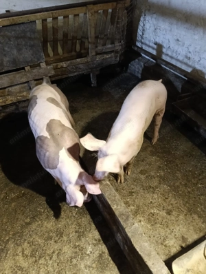 Porci și purcei de vânzare  - imagine 3 Porci și purcei de vânzare  - imagine 3