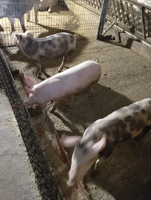 Porci și purcei de vânzare  - imagine 4 Porci și purcei de vânzare  - imagine 4