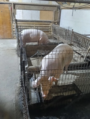 Porci și purcei de vânzare  - imagine 5 Porci și purcei de vânzare  - imagine 5