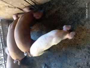 Vînd purcei satu nou de jos