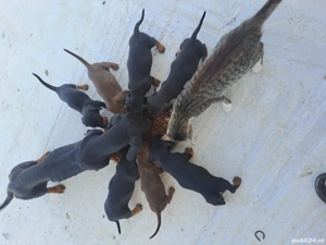 Teckel pui  - imagine 4