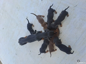 Teckel pui  - imagine 3