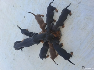 Teckel pui  - imagine 2