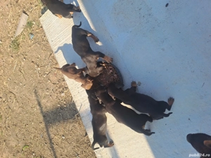 Teckel pui  - imagine 5