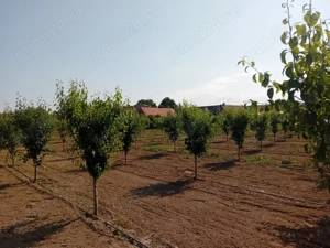 Proprietar vând sau schimb livadă  - imagine 3