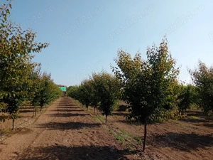 Proprietar vând sau schimb livadă  - imagine 2