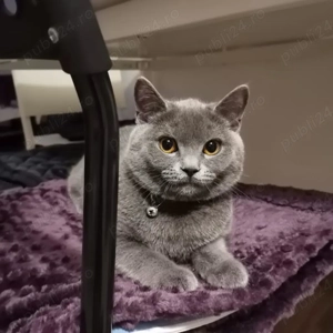 Pisicuta British Shorthair Blue Exemplar Deosebit - imagine 3