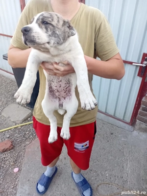 Cățelul de vănzare