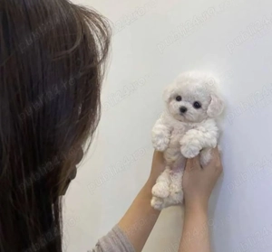 Bichon Frise disponibili imediat.  Asigur transport 