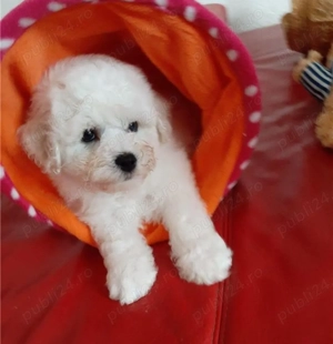 Bichon Frise disponibili imediat.  Asigur transport  - imagine 2