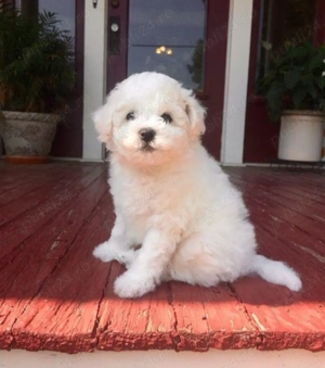 Bichon Frise disponibili imediat.  Asigur transport  - imagine 4